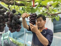 사진뉴스-거제 둔덕 포도 영글다