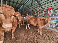 합천, 1t 넘는 슈퍼한우 3마리 동시 출하 화재