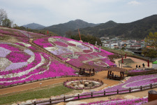 산청군 생초국제조각공원 꽃잔디 만발