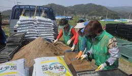 거창읍새마을부녀회 학리 농촌 일손돕기