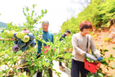 [사진뉴스] 산청 블루베리 수확