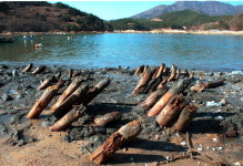 [김구연 사진국장의 그땐 그랬지] 진해 괴정마을 목책