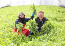 [사진 뉴스] 봄미나리 수확