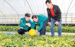 함안군 대한민국 함안 수박축제 준비 한창