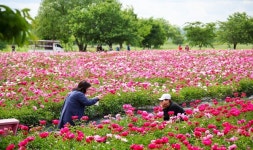 한 폭의 수채화 같은 청보리·작약 축제장 초대합니다.