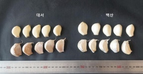 경남도농업기술원, 신품종 백산 마늘 보급 예정