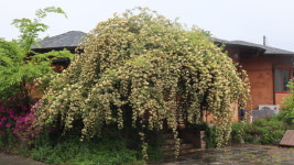 목향장미 명소된 가정집 문전성시