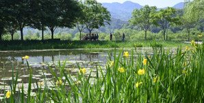 【사진뉴스】 거창창포원 봄꽃