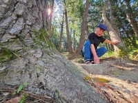 창원현동근린공원서 한 몸처럼 자라는 연리지 소나무 발견