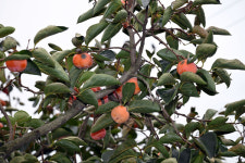 밀양 상동 떫은감 탄저병 피해 심각
