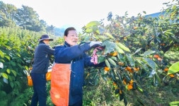 함안군, 가을철 농촌일손돕기 나서