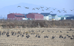 [사진 뉴스] 주남저수지 통제