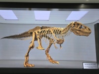 진주서 다양한 수각류 공룡 발자국 전시