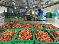 고수온 피해 딛고 통영 멍게 2년 만에 출하