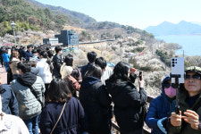 [사진뉴스] 매화꽃 만발한 양산 원동