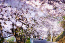 남해 왕지벚꽃길·다랭이마을 봄꽃 개화 임박