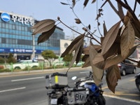 마산어시장 해안도로 가로수 집단 고사 왜?