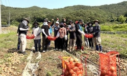 합천군 기획예산담당관·합천읍, 농촌일손돕기 지원