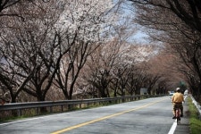 하동군, 화개장터∼쌍계사 십리벚꽃 10일경 만개