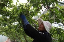 영동, 심복골마을 시설복숭아 적과 작업 한창