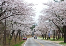 속초시 주요도로변 벚꽃만발