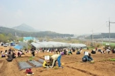 살기좋은 대전을 위한 농업기술센터 주말농장 개장