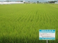 저탄소 녹색성장 ‘맞춤형비료’ 효과 1석 4조