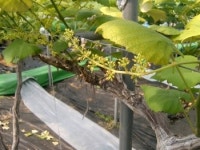 충북농기원, 포도나무 황화현상 올바른 관리방법 제시