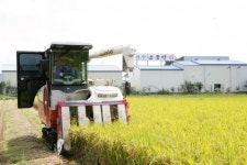 칠곡군, 첫 벼베기에 구슬땀!