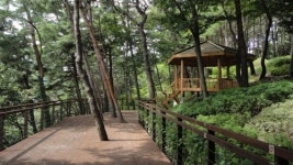 정선군, 비봉산 산림욕장 조성 눈길