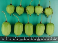 “수입키위 대신 토종다래 드세요”