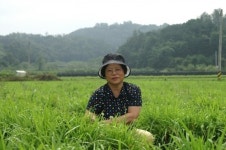 선주유황삼채농장 백여사 사장, “항암효능 ‘삼채’로 건강 챙기세요”