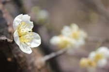 하얀 속살 드러낸 평사리 청매화