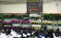 한국농수산식품유통공사 화훼공판장, 일요일 관엽 경매 실시