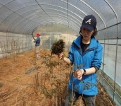 경북도, 참죽나무 순채 하우스 재배 기술 개발