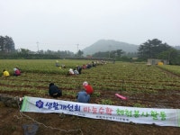 제주, 마늘수확도 돕고 직거래도 하고