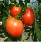 울산, 작물 재배에도 유용미생물 EM 효과 커