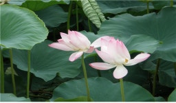 울산시, 회야댐 인공습지 생태학습장으로 개방