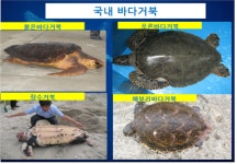 서해 출현 거북은 붉은 바다거북