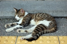 천덕꾸러기 ‘길고양이’, 그들도 생명이다