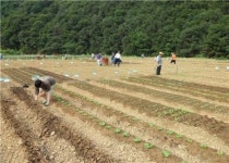 희망서울 친환경농장, 김장채소 파종