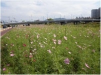 대전시, 3대 하천에 코스모스 활짝