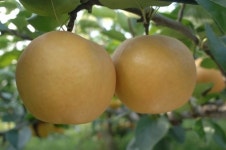 최고 품질 ’진주 신고배’ 호평