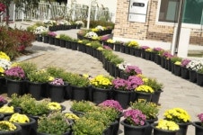 공주시 추계보건진료소, 국화꽃 전시회 개최