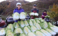 [포토]지리산자락에서 자란 아삭한 절임배추