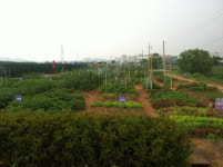 광명시‘밤일마을 친환경 주말농장’조성...400텃밭 분양