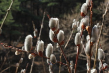 [포토] 봄의 전령 버들강아지 꽃