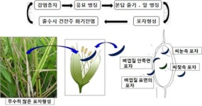 농진청, 볍씨소독 방법 소개