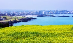 유채꽃 핀 제주…‘봄봄봄~ 봄이 왔어요!’