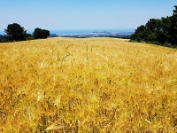 “오라동 청보리축제장...황금들녘 장관”